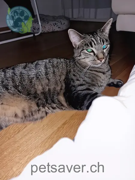 chat lost 92 Obere Zollgasse 3006 Berne Brain