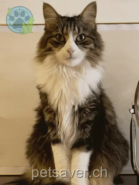 chat lost  Monbijoustrasse 3007 Berne Issey