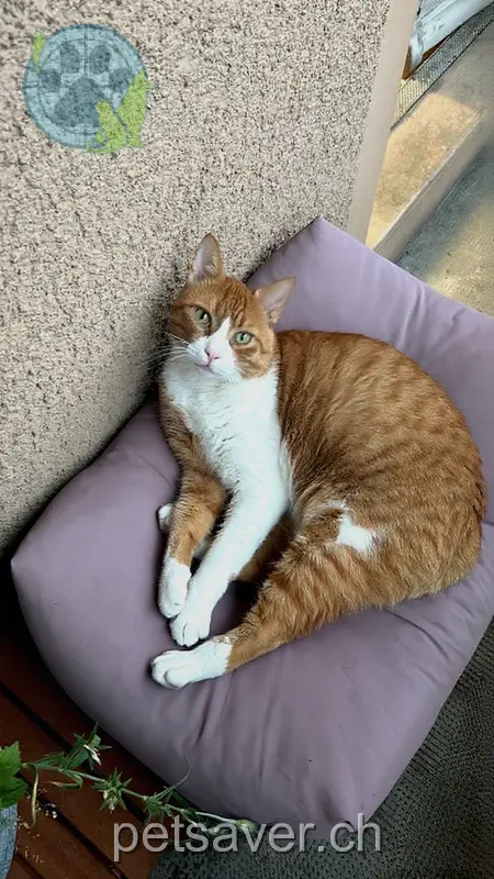 chat lost 48 Olivenweg 3018 Berne Mani