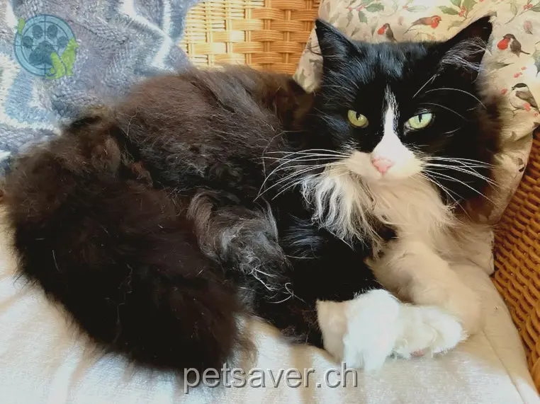 chat lost 29 Könizbergstrasse 3097 Köniz Carlo