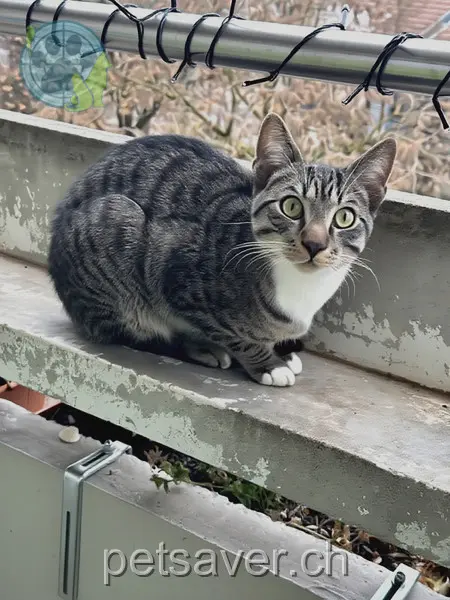 chat lost 55 Zulligerstrasse 3063 Ittigen Coco
