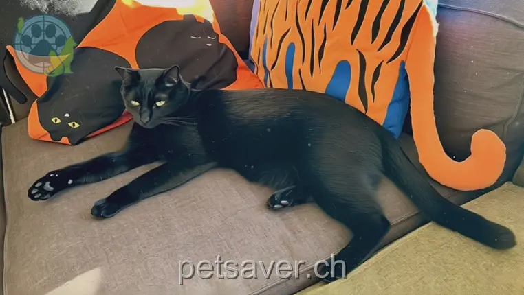 chat lost 6b Alpenstrasse 3073 Gümligen Cosmo