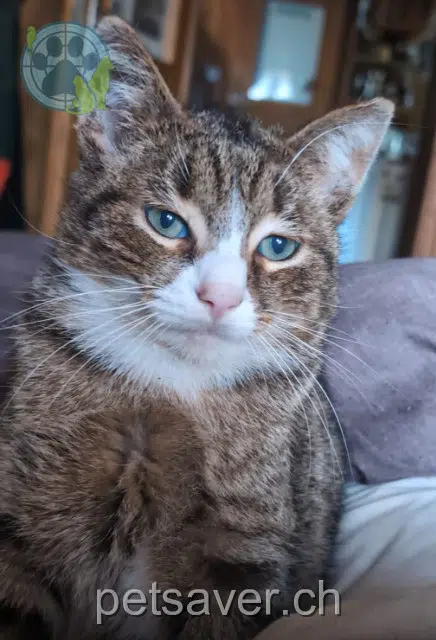 chat lost   3158 Guggisberg Dobby
