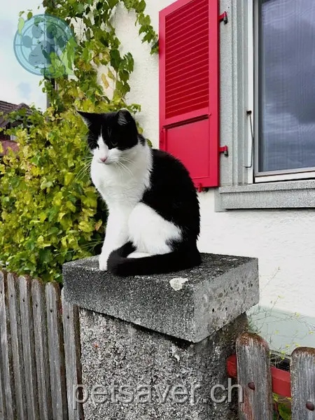 chat lost 39 Erliweg 3312 Grafenried Ezra