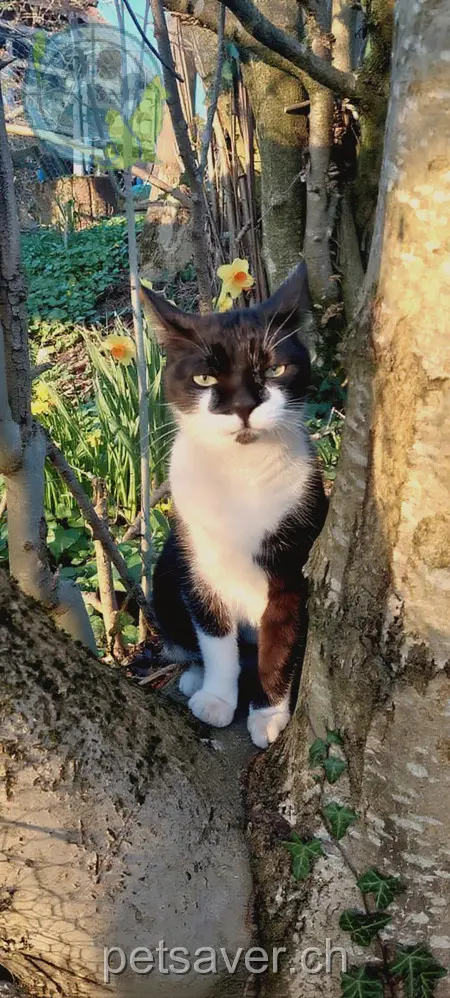 chat lost 30a Wittenmattstrasse 3174 Köniz Flädi