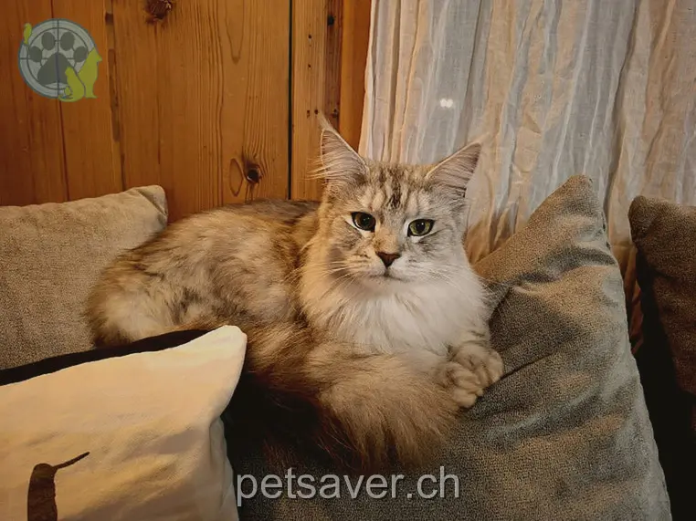 chat lost 2a Am Chilchberg 3207 Wileroltigen Fridolin