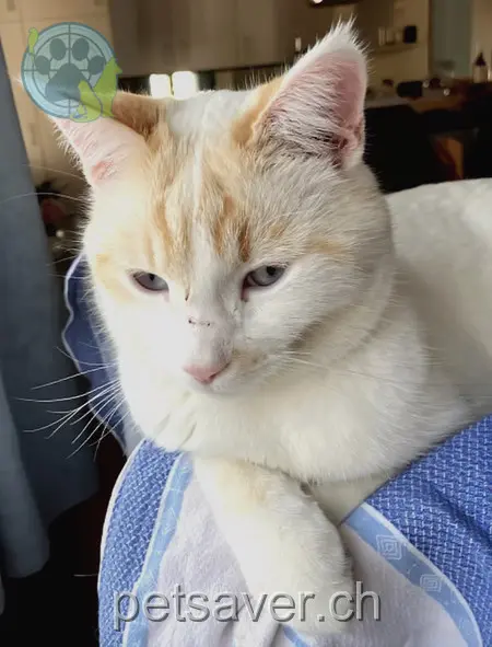 chat lost 21 Wiesenstrasse 3073 Gümligen Fränky