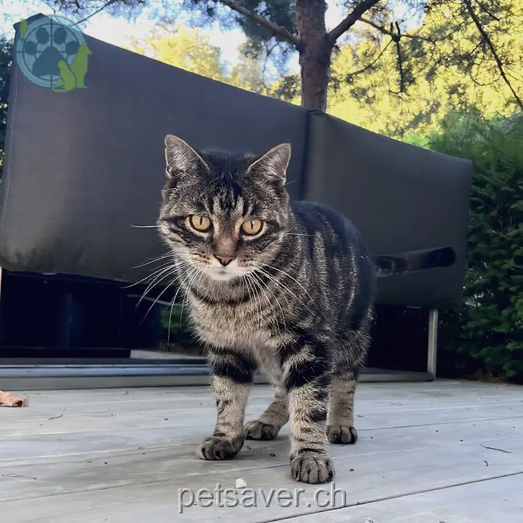 chat lost 16a Eggwaldstrasse 3076 Richigen Keokee