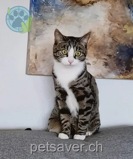 chat lost 10 Muldenweg 3075 Worb Kiro