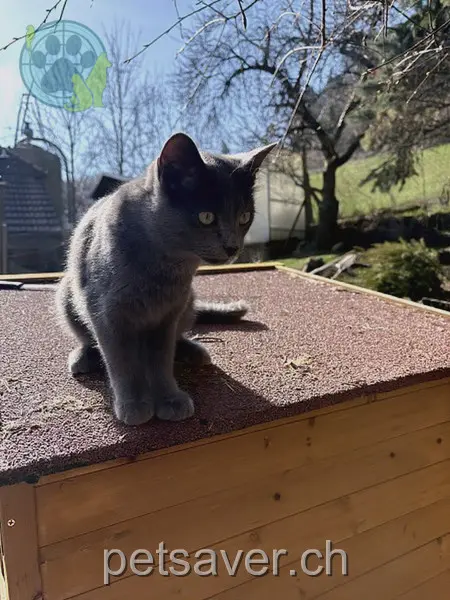 chat lost 597  3510 Konolfingen Leo