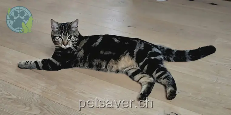 chat lost 1a Chelsimatt 3155 Rüeggisberg Loki