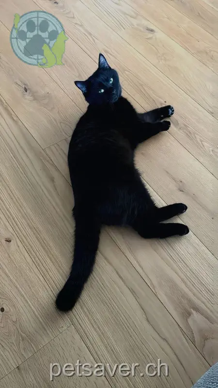 chat lost 2b Bollhölzliweg 3067 Boll Maxi