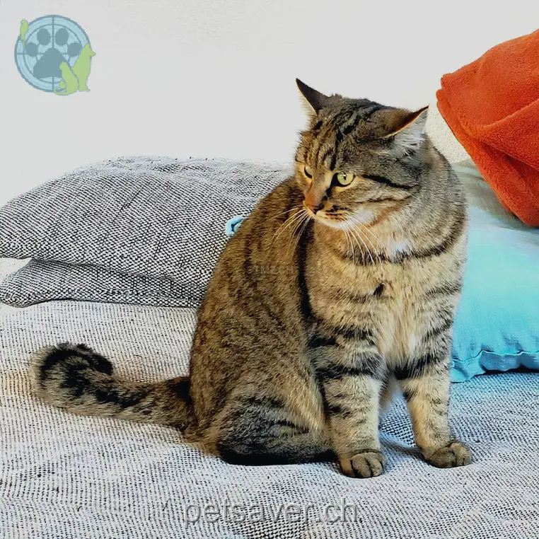 chat lost 7a Viehmarktstrasse 3506 Grosshöchstetten Miro