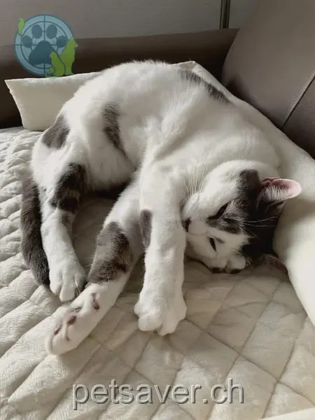 chat lost 2a Kernstrasse 3067 Boll Moudi