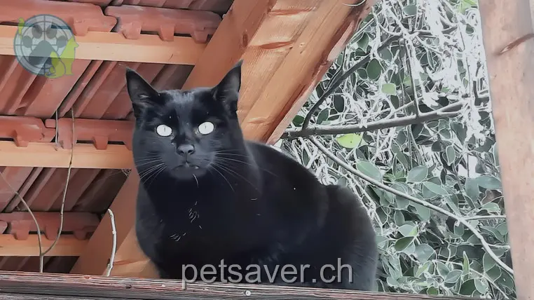 chat lost 4d Stöcklimattweg 3113 Rubigen Murrli