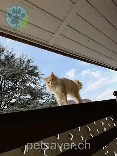 chat lost 2 Käsereistrasse 3123 Belp Nicco