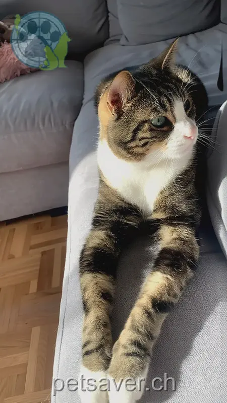 chat lost 4 Forsthausweg 3122 Kehrsatz Romeo