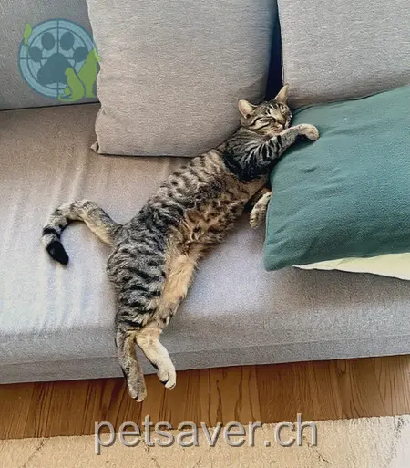 chat lost 2 Längackerweg 3088 Rüeggisberg Rox