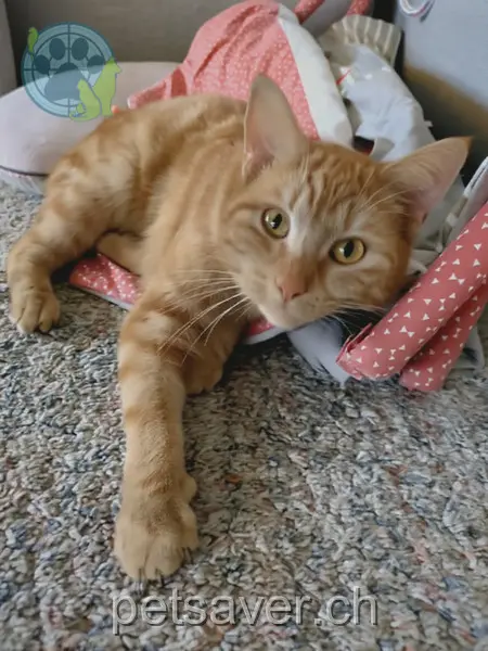 chat lost 37 Oberdorf 3207 Wileroltigen Sammy