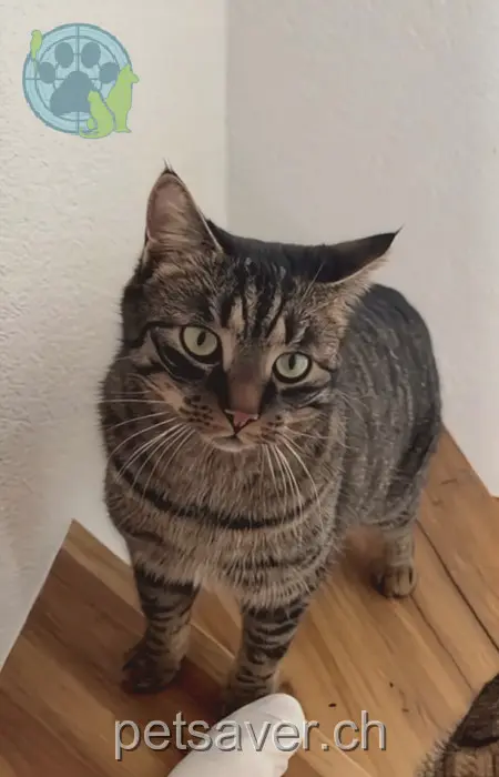 chat lost 12 Holzrütti 3314 Schalunen Slash