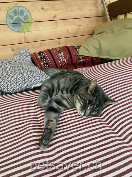 chat lost 28c Sagirain 3148 Lanzenhäusern Wasabi