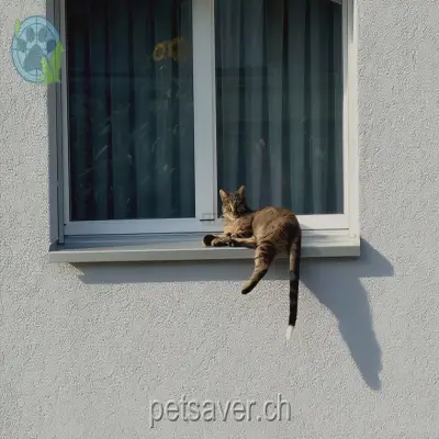 chat lost 7 Blümlisalpstrasse 3074 Muri bei Bern Zorro