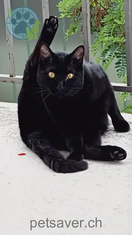 chat lost 14 Rue Johann-Verresius 2502 Bienne Angel