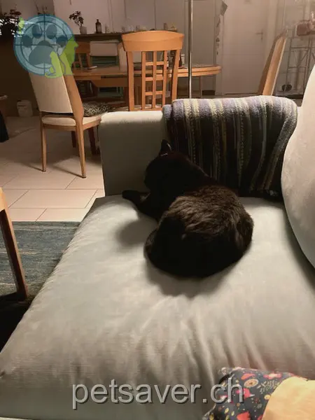 chat lost 10a Mühleweg 2543 Longeau Aris