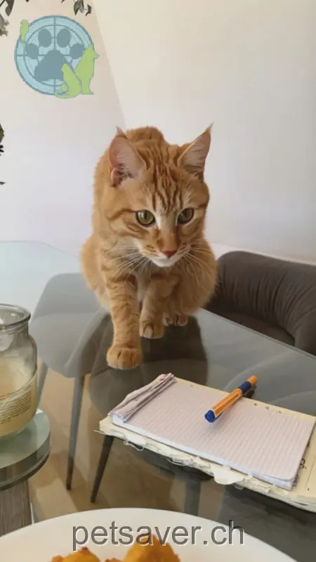 chat lost 51 Chemin Geyisried 2504 Bienne Dusty