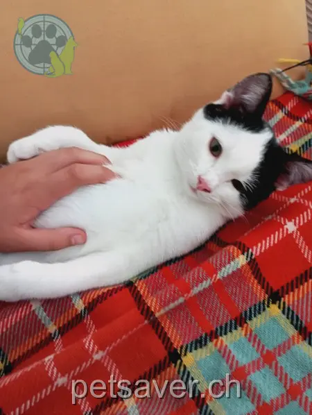 chat lost 1 Nordstrasse 2558 Aegerten Leiba