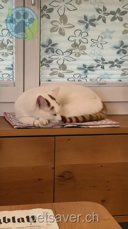 chat lost 10 Löschgatterweg 2542 Perles Snow