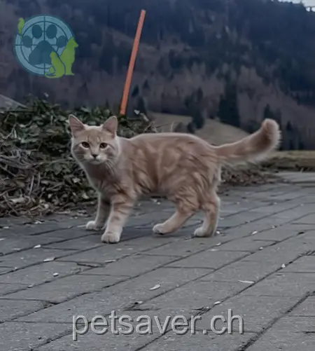 chat lost 30b Wallisgasse 3714 Frutigen Blaze