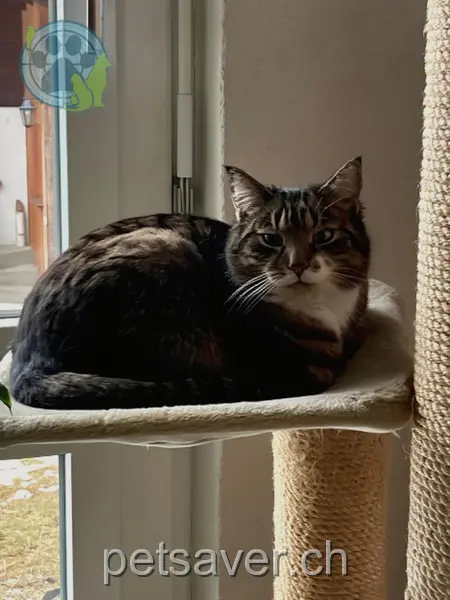 chat lost 12 Grassiweg 3714 Frutigen Jacky