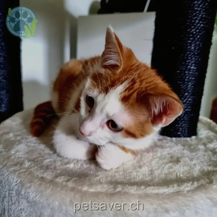 chat lost 2 Sonnenweg 4914 Roggwil (BE) Buddy