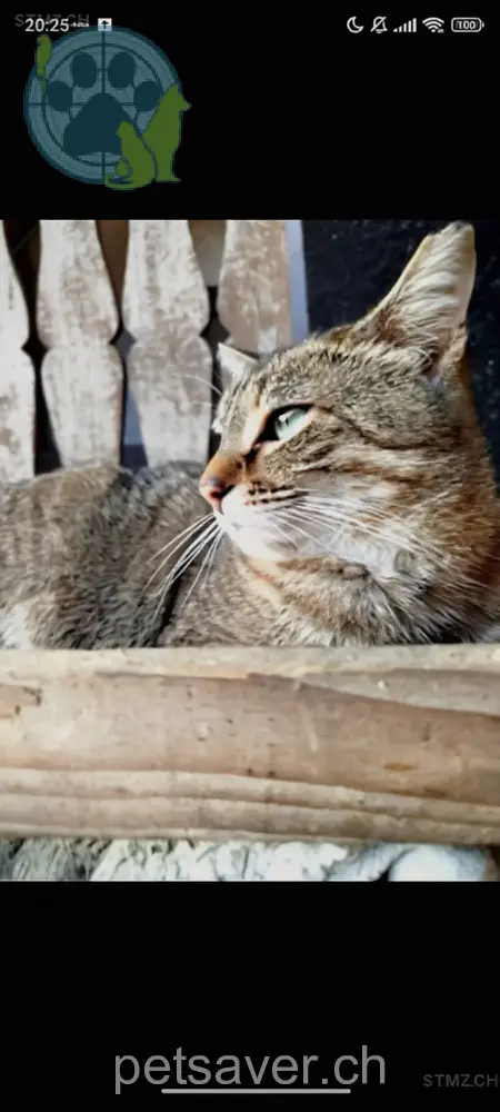 chat lost 73  4933 Rütschelen Coco