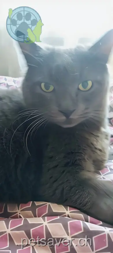 chat lost 44 Farbgasse 4900 Langenthal Dusty