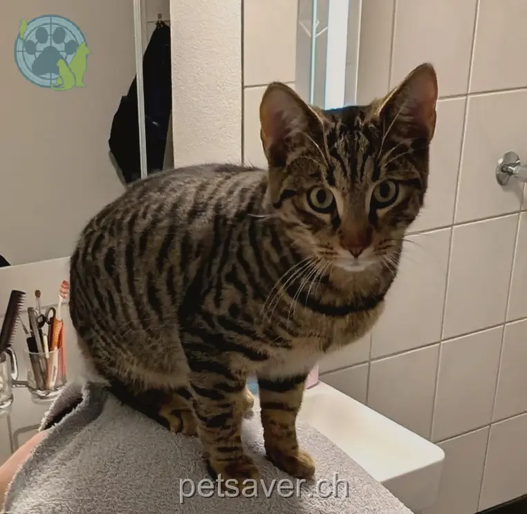 chat lost 10 Nesplenweg 4537 Wiedlisbach Figaro