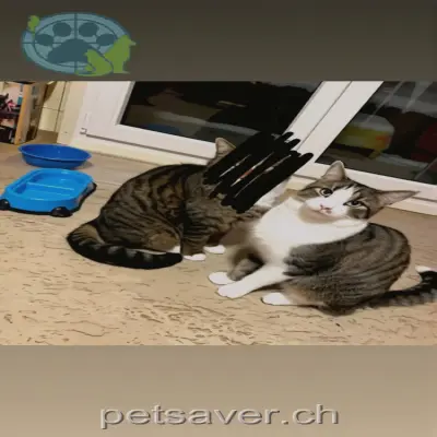 chat lost 1 Hubelweg 4936 Kleindietwil Güni