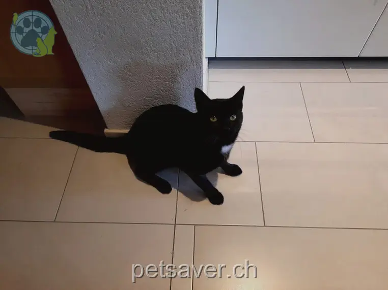 chat lost 100  4937 Ursenbach Köbeli