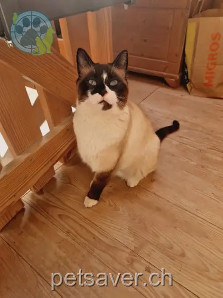 chat lost 142  4955 Gondiswil Milo