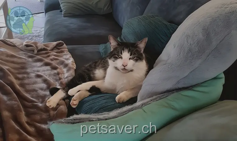 chat lost 19 Oberdorf 3368 Bleienbach Minou