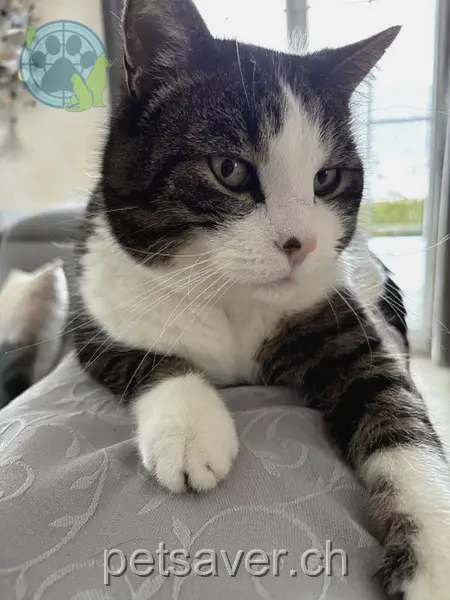 chat lost  Brunngasse 4922 Bützberg Mogli