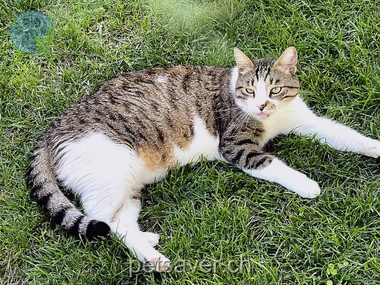 chat lost 51e Leinackerstrasse 3365 Seeberg Nikos