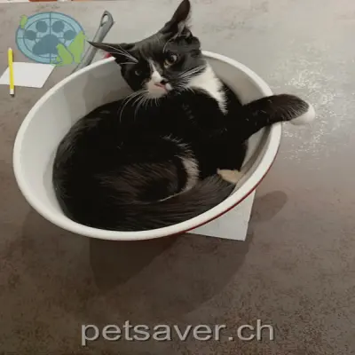 chat lost 4 Tannenweg 3380 Wangenried Stitch