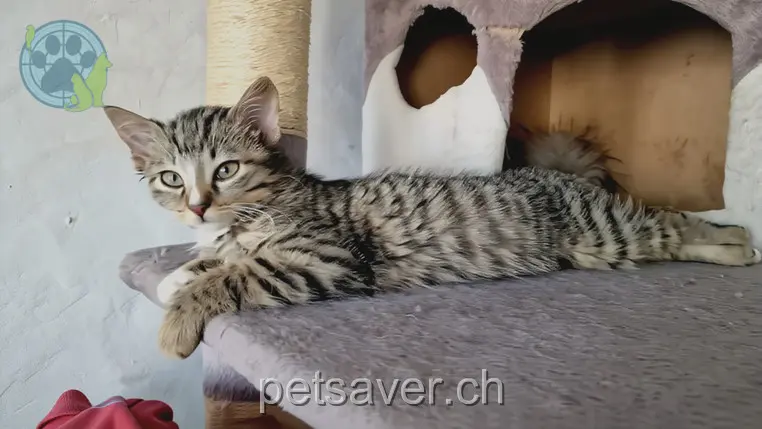 chat lost  Gwattstrasse 3645 Thoune 17.04.2026