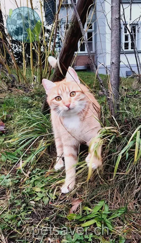 chat lost 57 Blochstrasse 3653 Oberhofen am Thunersee Alex