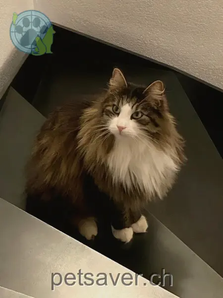 chat lost 15  3615 Buchholterberg Urano