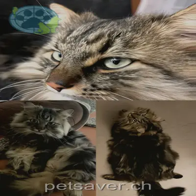 chat lost 6a Weberweg 3612 Steffisburg Kim