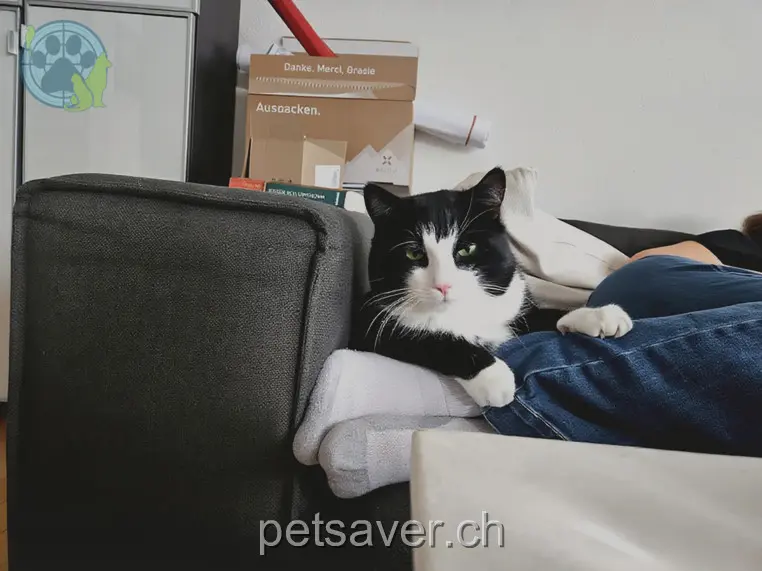 chat lost 44 Untere Wart 3600 Goldiwil Nemo