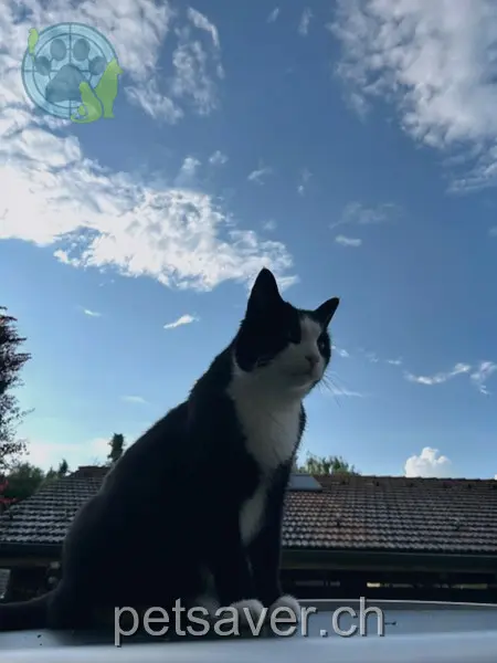 chat lost 1 Steinhaufen 3645 Thoune Teddy